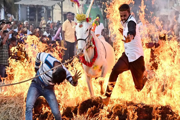 Why So | ಸಂಕ್ರಾಂತಿ ಹಬ್ಬದಲ್ಲಿ ಜಾನುವಾರುಗಳಿಗೆ ಕಿಚ್ಚು ಹಾಯಿಸುವುದು ಯಾಕೆ? ಇದರ ಹಿಂದಿರೋ ಕಾರಣವಾದ್ರೂ ಏನು?